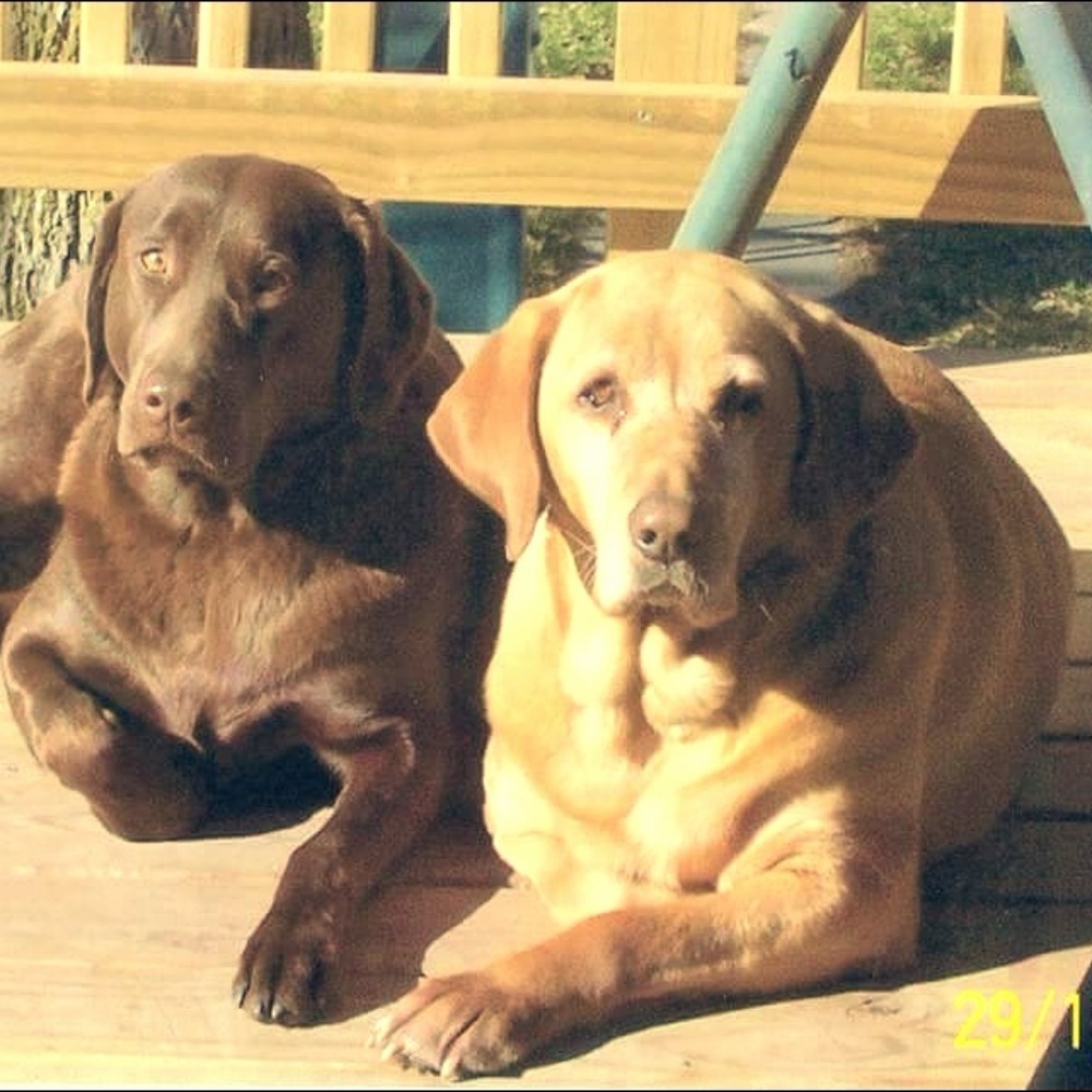 Meet your Posher, Dawn